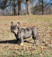 Chicken Nugget, a female French Bulldog for sale in Tulsa, OK – Photo 2 of 8