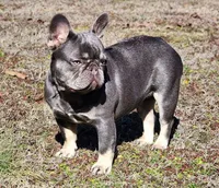 Lilac & Tan, a female French Bulldog for sale in Tulsa, OK – Photo 6 of 8