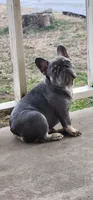 Lilac & Tan, a female French Bulldog for sale in Tulsa, OK – Photo 5 of 8