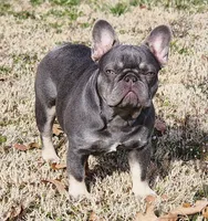 Lilac & Tan, a female French Bulldog for sale in Tulsa, OK – Photo 1 of 8