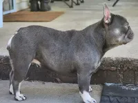 Lilac & Tan, a female French Bulldog for sale in Tulsa, OK – 2 of 4