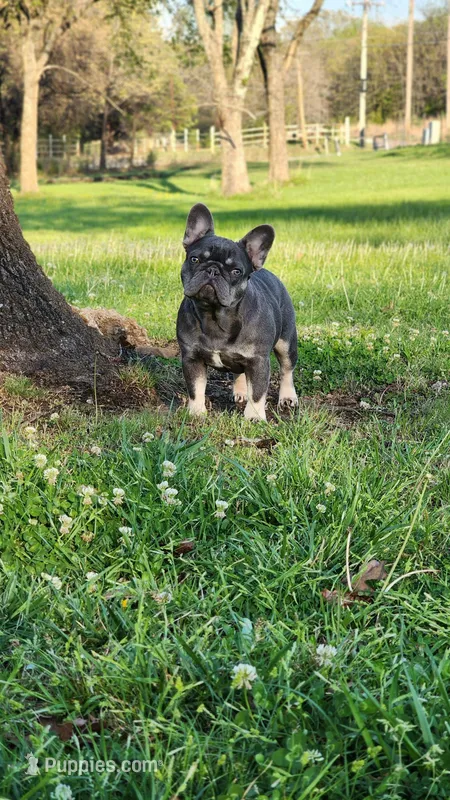 Gorgeous Booger – French Bulldog puppy for sale in Tulsa, OK