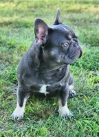 Short & Stout, a female French Bulldog for sale in Tulsa, OK – 2 of 5