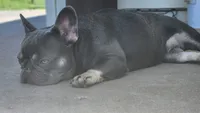 Little Nugget, a female French Bulldog for sale in Tulsa, OK – 5 of 6