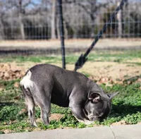 Lilac and Tan , a female French Bulldog for sale in Tulsa, OK – Photo 3 of 6