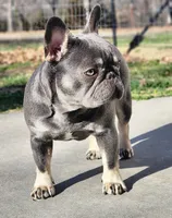 Lilac and Tan , a female French Bulldog for sale in Tulsa, OK – Photo 2 of 6