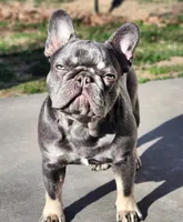 Lilac and Tan , a female French Bulldog for sale in Tulsa, OK – Photo 1 of 6