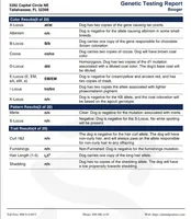 Lilac and Tan , a female French Bulldog for sale in Tulsa, OK – Photo 5 of 6