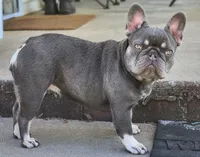 Little Nugget, a female French Bulldog for sale in Tulsa, OK – 3 of 6