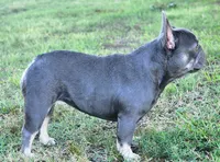 Short & Stout, a female French Bulldog for sale in Tulsa, OK – 4 of 5