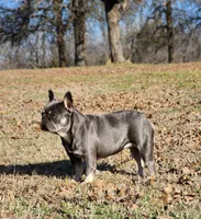 Short & Stout, a female French Bulldog for sale in Tulsa, OK – Photo 2 of 6