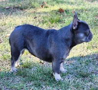 Gorgeous Girl, a female French Bulldog for sale in Tulsa, OK – Photo 4 of 7