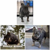 Short & Stout, a female French Bulldog for sale in Tulsa, OK – Photo 6 of 6