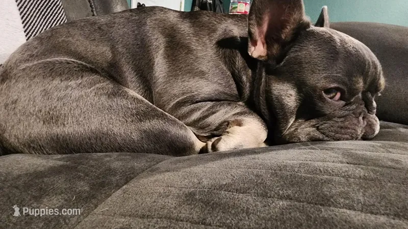 Gorgeous Girl – French Bulldog puppy for sale in Tulsa, OK