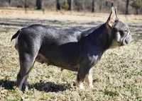 Thomas Cook Daughter , a female French Bulldog for sale in Sapulpa, OK – Photo 5 of 5