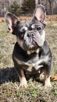 Thomas Cook Daughter , a female French Bulldog for sale in Sapulpa, OK – Photo 4 of 5
