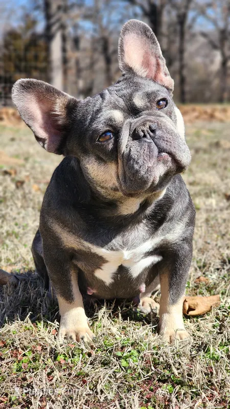 Thomas Cook Daughter 