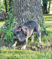 Gorgeous Booger, a female French Bulldog for sale in Tulsa, OK – 4 of 6