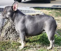 Adorable dumpling♡, a female French Bulldog for sale in Tulsa, OK – Photo 2 of 6