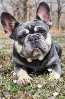 Pending, a female French Bulldog for sale in Tulsa, OK – Photo 1 of 9