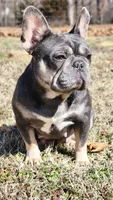 Pending, a female French Bulldog for sale in Tulsa, OK – Photo 4 of 9