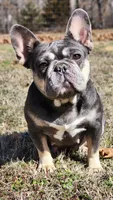 Pending, a female French Bulldog for sale in Tulsa, OK – Photo 5 of 9