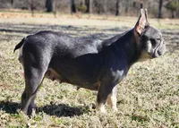 Pending, a female French Bulldog for sale in Tulsa, OK – Photo 6 of 9