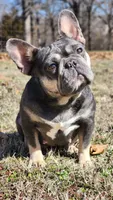 Pending, a female French Bulldog for sale in Tulsa, OK – Photo 2 of 9