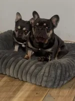6panelclear/Testable🍫, a female French Bulldog for sale in Tulsa, OK – 7 of 7