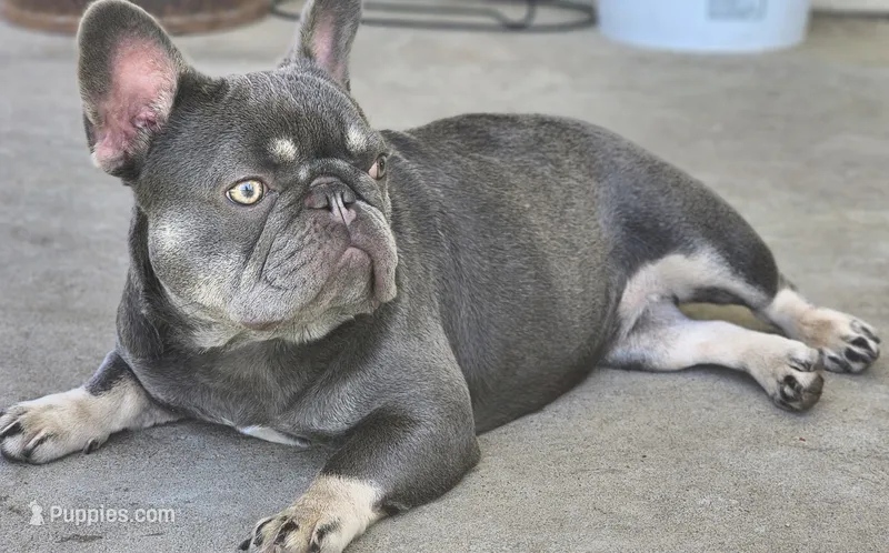 Lilac & Tan – French Bulldog puppy for sale in Tulsa, OK