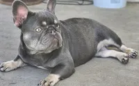 Lilac & Tan, a female French Bulldog for sale in Tulsa, OK – 1 of 4