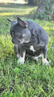 Short & Stout, a female French Bulldog for sale in Tulsa, OK – 1 of 5