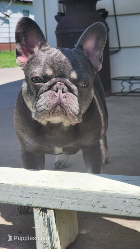 Little Nugget – French Bulldog puppy for sale in Tulsa, OK