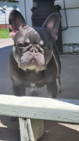 Little Nugget, a female French Bulldog for sale in Tulsa, OK – 1 of 6