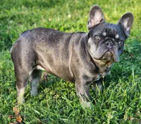 Booger, a female French Bulldog for sale in Tulsa, OK – Photo 3 of 6