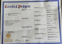 Booger, a female French Bulldog for sale in Tulsa, OK – Photo 6 of 6