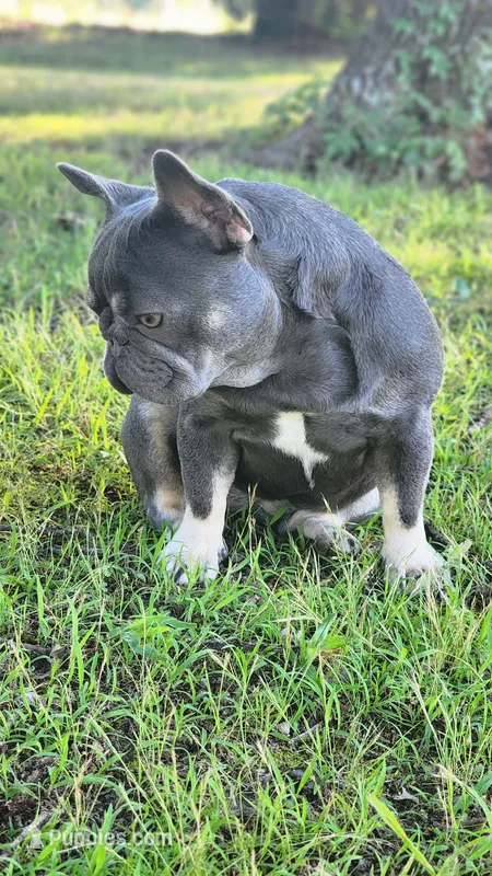 Gorgeous Booger – French Bulldog puppy for sale in Tulsa, OK