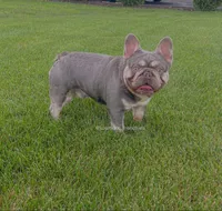 Adult female, a female French Bulldog for sale in Tulsa, OK – Photo 7 of 7