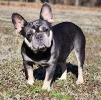 Adult female, a female French Bulldog for sale in Tulsa, OK – Photo 6 of 7