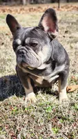 Adult female, a female French Bulldog for sale in Tulsa, OK – Photo 2 of 7