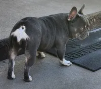 Little Nugget, a female French Bulldog for sale in Tulsa, OK – 4 of 6