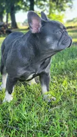Gorgeous Booger, a female French Bulldog for sale in Tulsa, OK – 3 of 6