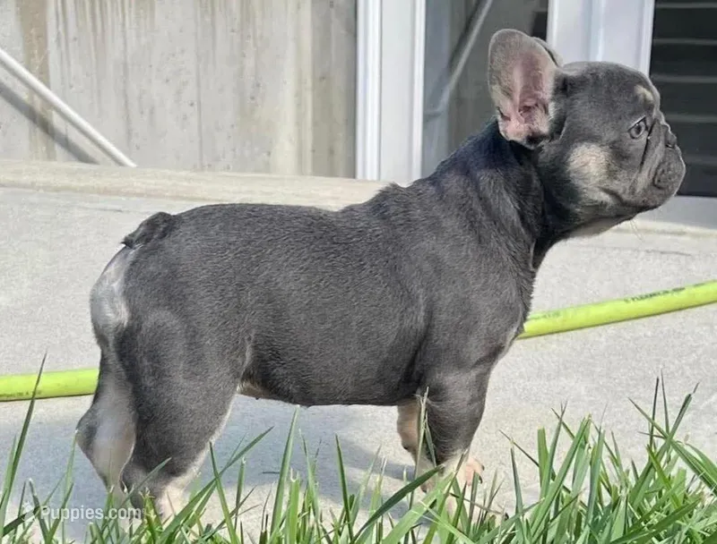 Planned Nuggets – French Bulldog puppy for sale in Tulsa, OK