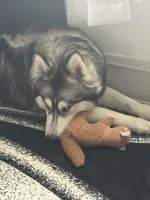 Bruce, a male Siberian Husky for sale in Palatine, IL – 3 of 3