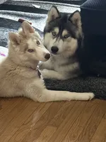 Bella, a female Siberian Husky for sale in Palatine, IL – 2 of 5
