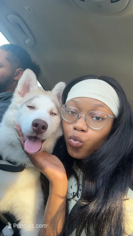 Bella – Siberian Husky puppy for sale in Palatine, IL