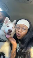 Bella, a female Siberian Husky for sale in Palatine, IL – 1 of 5