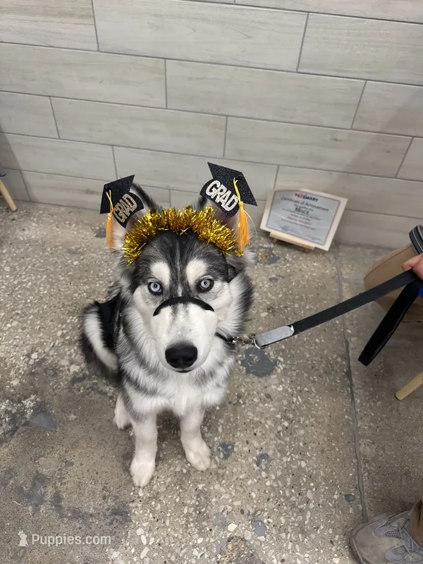 Bruce – Siberian Husky puppy for sale in Palatine, IL