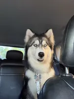 Bruce, a male Siberian Husky for sale in Palatine, IL – 2 of 3