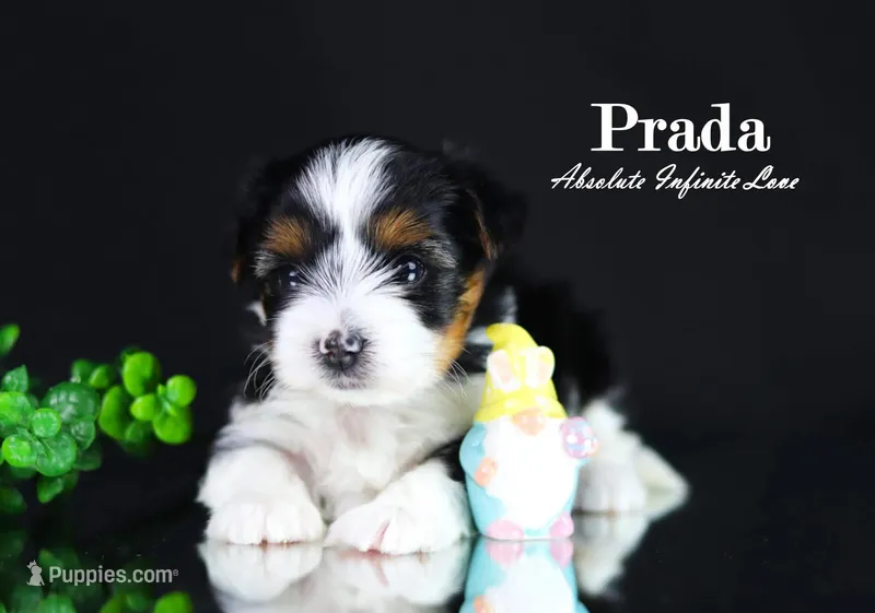 PRADA – Biewer puppy for sale in Miami, FL